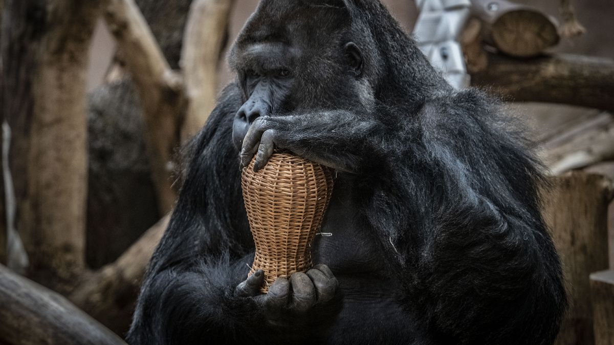 V pražské zoo uhynula gorilí samice Bikira